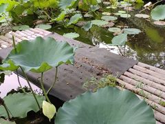 -上海醉白池公园