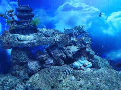 -芜湖新华联大白鲸海洋公园