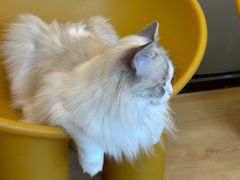 -有喵·猫咖·狗咖·40+猫狗有小奶狗(岗厦店)