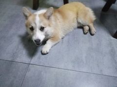 -家烧面馆【南山路知名经典面食】