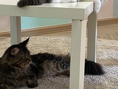 -酷豆宠物咖啡·宠物美食·撸猫馆