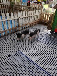 -萌宠亲子动物乐园(槐房万达店)