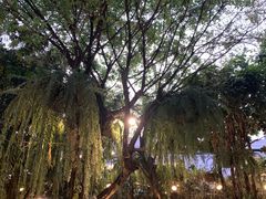 -Fern Forest Cafe