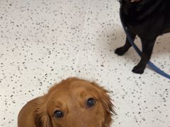 -瑞派康怡24h宠物医院·犬猫医疗中心·微创绝育(瑞景分院)