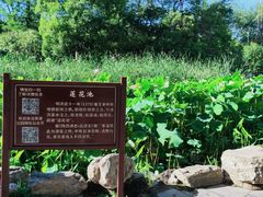 -莲湖公园