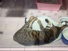 -FAELING PETS美天灵宠物(富力广场店)