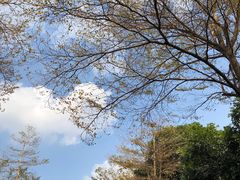 -长洲岛