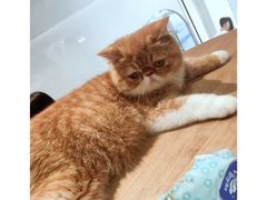 -瞄一喵猫咖(格力海岸店)