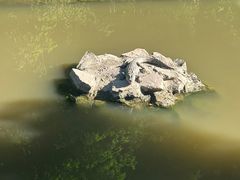 -上海野生动物园