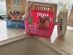 -东方名猫馆·英短金渐层布偶猫舍(环线广场1号楼店)