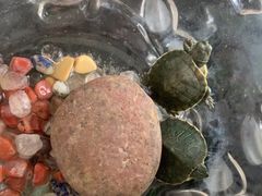 -快乐街区(成都龙湖北城天街店)