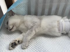 -灵美宠物诊所