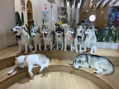-Husky Go! 哈士奇体验馆·宠物咖啡厅狗咖