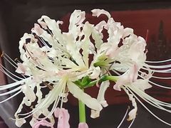 -杭州植物园