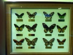 上海昆虫博物馆-上海昆虫博物馆