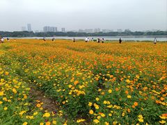 -海珠湖公园