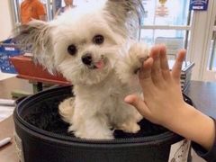 -司乎·日式鲜吐司(EFC欧美广场店)