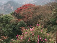-广州市石门国家森林公园