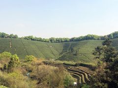 -龙坞茶村
