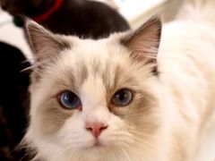 -猫咪派对(江南西店)