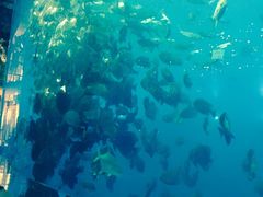 -瑞德姆美人鱼海底演艺主题餐厅(亚龙湾店)