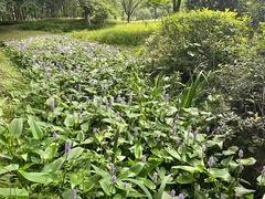 -杭州植物园