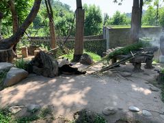-都江堰中华大熊猫苑