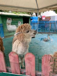 -萌宠亲子动物乐园(槐房万达店)