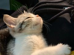 -袖虎·猫馆(体育西路店)