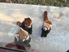 -杭州野生动物世界
