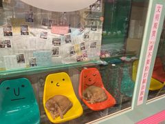 -猫咪博物馆(顶澳仔猫街店)