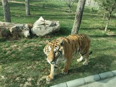 -北京野生动物园