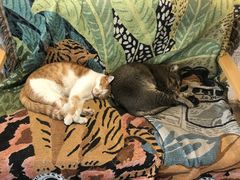 -喵屿·大理花园猫咖