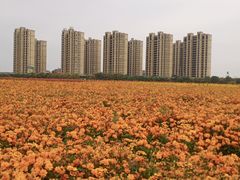 -映月湖中央公园