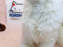-十年猫舍·猫咪专门店(普陀店)