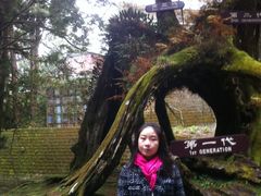 -阿里山神木遗迹