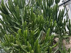 -北京植物园-展览温室