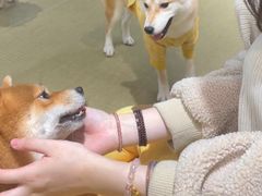 -逗柴咖啡屋·狗咖猫咖宠物桌游