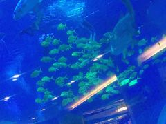 -成都浩海立方海洋公园