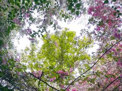 -深圳国际园林花卉博览园