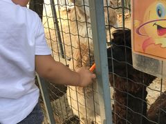 -意大利农场度假村