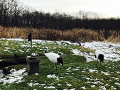 -钏路市丹顶鹤自然公园