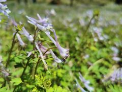 -牛背梁国家森林公园