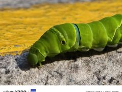 -VT101维多利广场