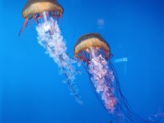 -太平洋海底世界