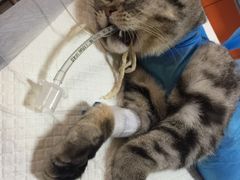 -瑞派福兴宠物医院犬猫全科·骨科·中西医结合(河东店)