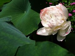 -云溪植物园