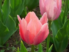 -长春公园(普阳街道)