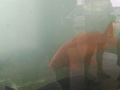 -东江湖游水三文鱼美食城