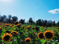 -长白岛森林公园